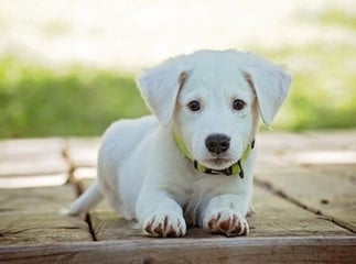 Assurance canine